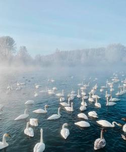 Лебединое озеро