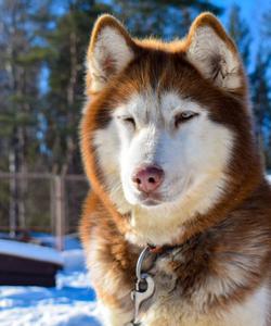 Питомник собак в Карелии