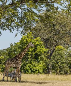 Жираф в Замбии