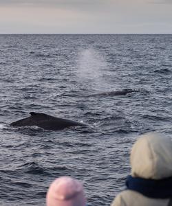 Баренцево море