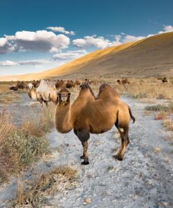 Алтайский Марс