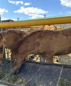 Ферма по производству кумыса в Марий Эл