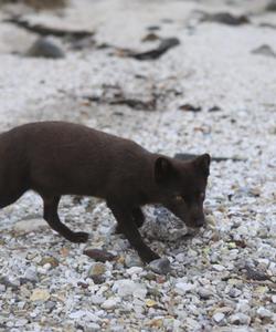 Животный мир Курильской гряды