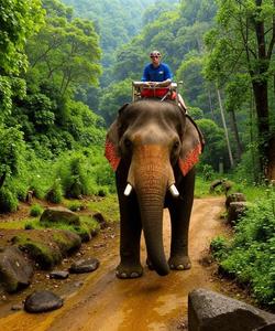 Слон в Индии