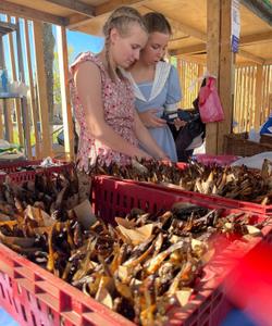 Фестиваль корюшки на Ладоге