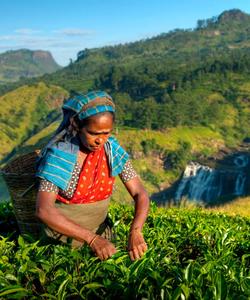 Чайные плантации в Таиланде