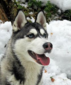 Питомник ездовых собак в Карелии