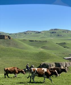 Местный пейзаж