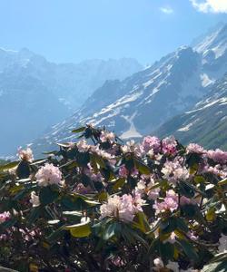 Долина Цветов