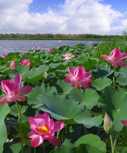 Лотосы в Астраханской области