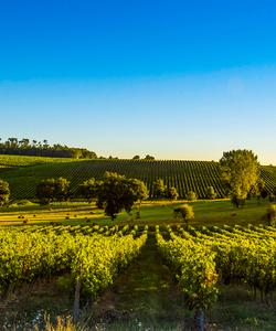 Виноградники во Франции