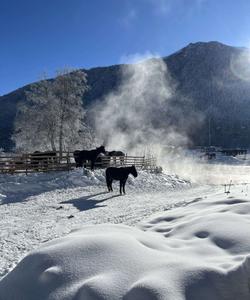 Ферма альпак