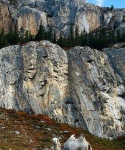 Природа Алтая