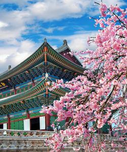 Цветение сакуры в Южной Корее