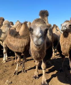 верблюды в Калмыкии
