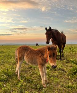 Кавминводы