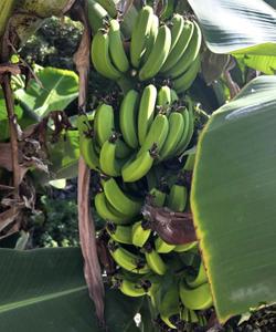 Азорские острова