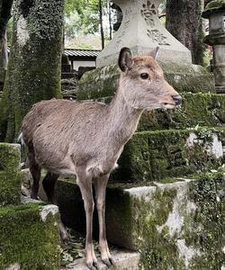 Тур в Японию