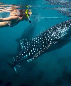 Снорклинг с китовыми акулами