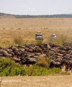 Великая миграция диких животных