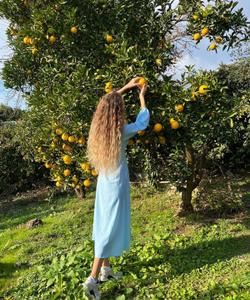 Мандарины в Абхазии