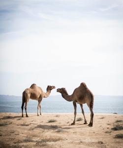 Верблюды в Туркменистане