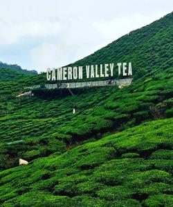 Чайные плантации в Малайзии