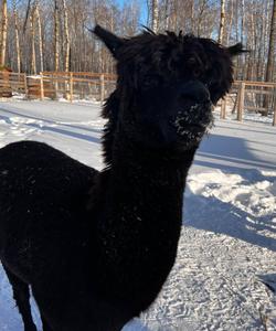 Мараловая ферма в Челябинской области
