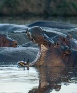 Местная природа