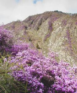 Цветение маральника на Алтае