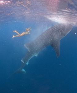 Снорклинг с китовыми акулами