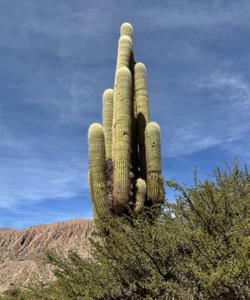 Кактус в Аргентине