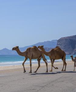 Верблюды в Омане