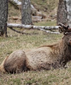 Зубровый питомник на Алтае