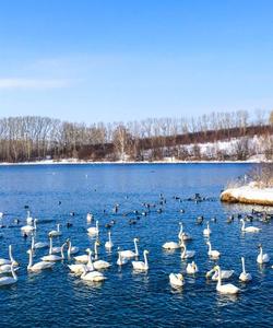 Лебединое озеро