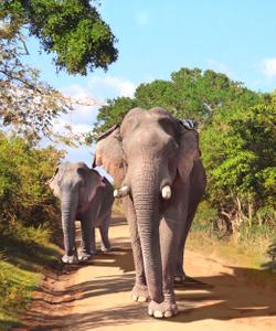 Слоны на Шри-Ланке