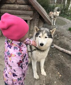 Питомник ездовых собак