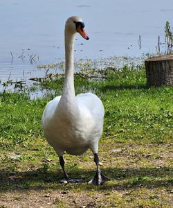 Тур по Псковской области