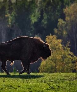 Окский биосферный заповедник