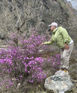 алтайский маральник