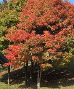 Сезон красных кленов Тапхун