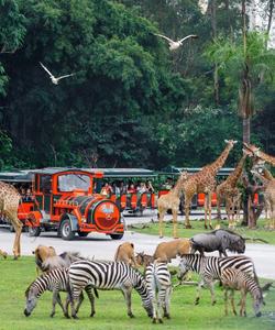 Chimelong Safari Park