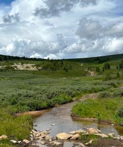 Местный пейзаж