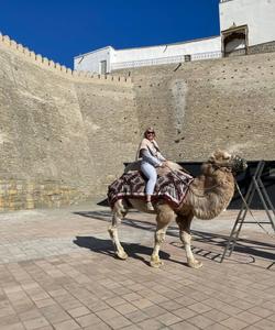 Верблюд в Узбекистане