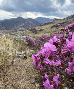 Цветение маральника на Алтае