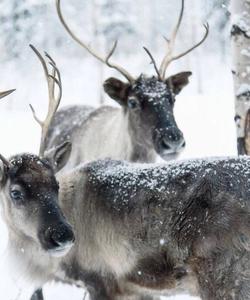 северные олени в Карелии