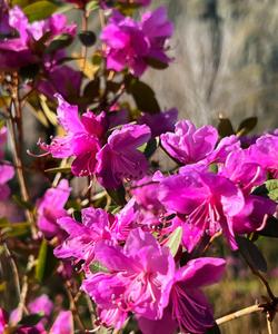 Цветение маральника на Алтае