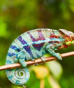 Хамелеон