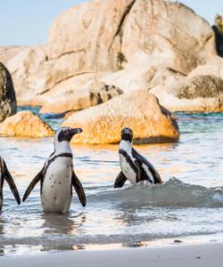 Пингвины в ЮАР