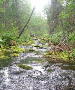 уральская тайга